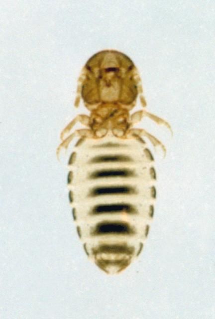 Figure 10. Biting louse.