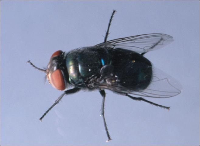 Figure 13. Blow fly.