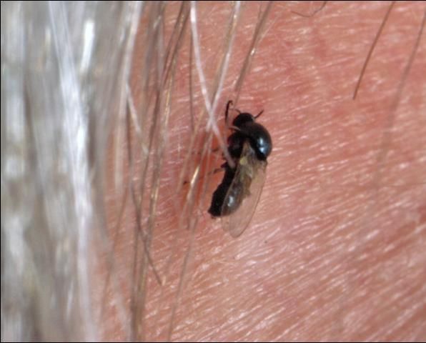 Figure 9. Black fly.