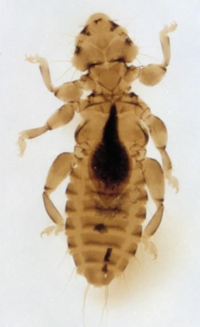 Figure 1. Shaft louse.