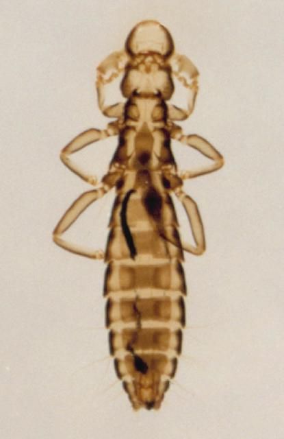 Figure 2. Wing louse.