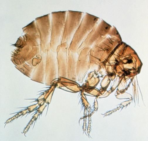 Figure 8. Sticktight flea.