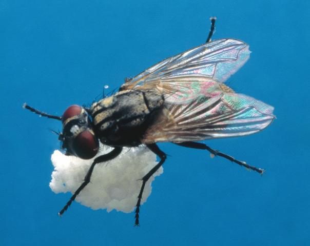 Figure 10. House fly.
