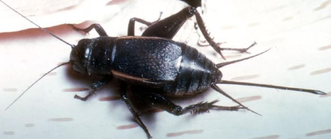 Figure 2. Field cricket is black or brown.