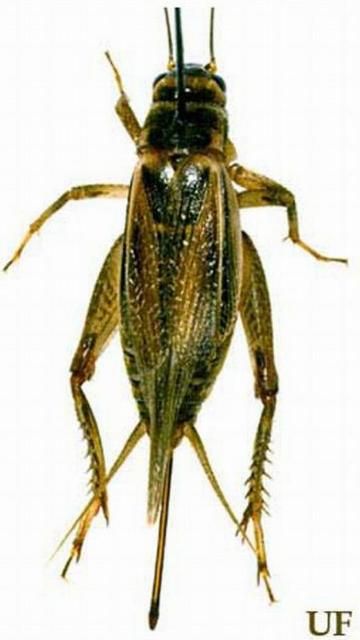 Figure 1. House cricket is black and yellowish brown.