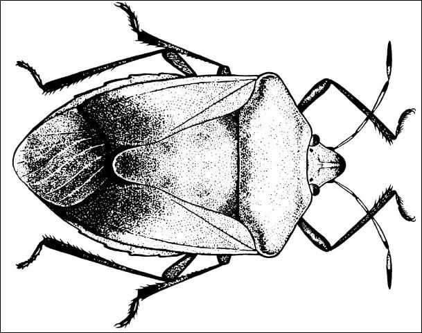 Figure 12. Southern green stink bug, Nezara viridula(L.)