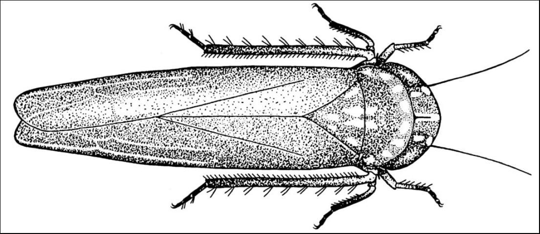 Figure 2. Potato leafhopper, Empoasca fabae.