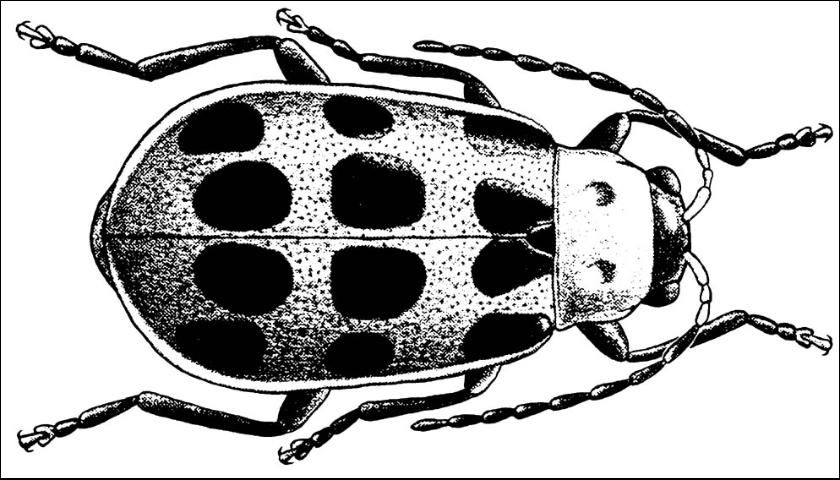 Figure 10. Spotted cucumber beetle, D. undecimpunctata howardi Barber.