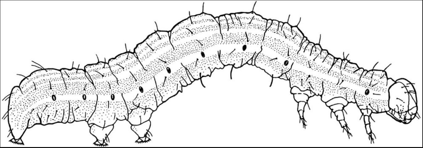 Figure 6. Cabbage looper larva.