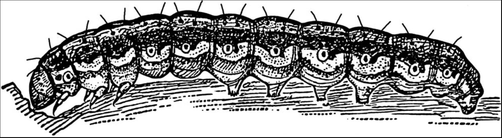 Figure 8. Corn earworm larva, Helicoverpa zea (Boddie).
