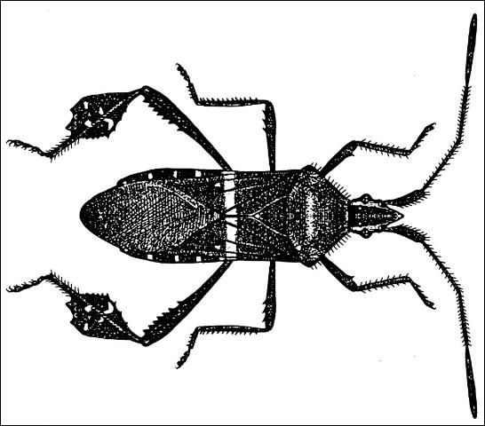 Figure 11. Leaffooted bug, Leptoglossus phyllopus (L.).