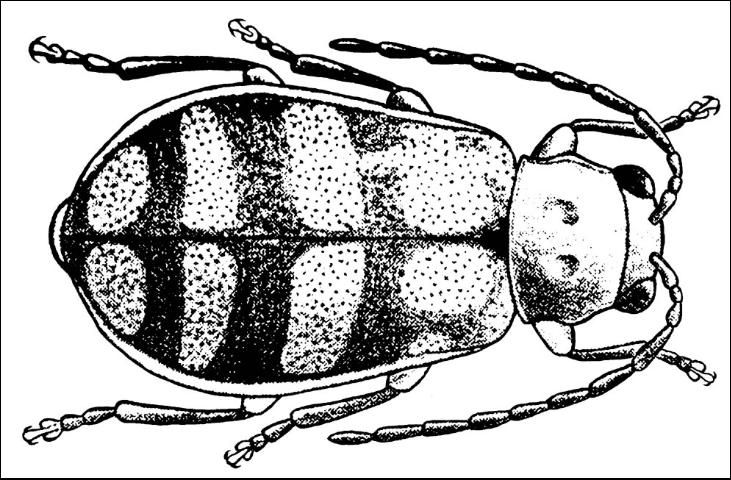 Figure 9. Banded cucumber beetle, Diabrotica balteata LeConte.
