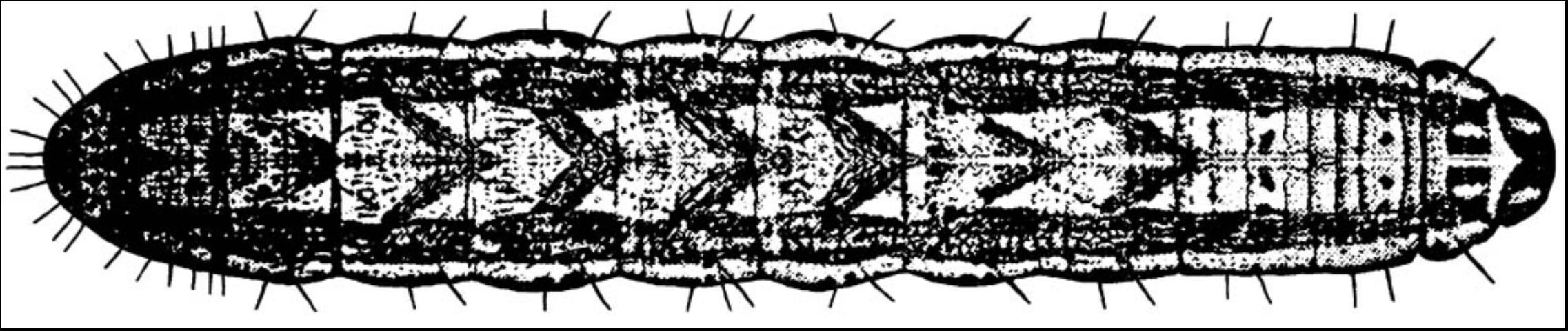 Figure 4. Granulate cutworm larva, Feltia subterranea (F.).