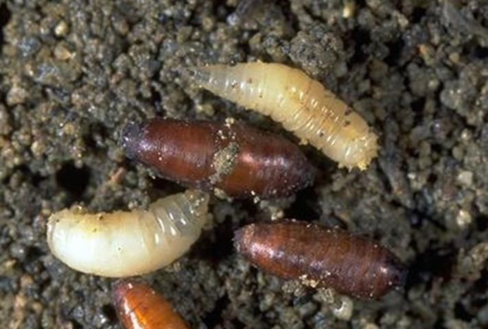 Figure 2. Seedcorn maggot.