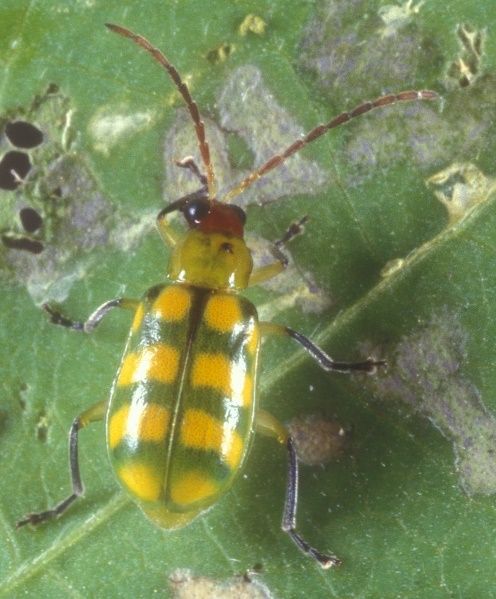 Banded cucumber beetle adult. 
