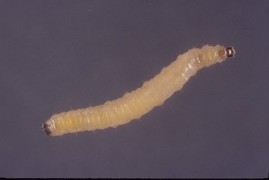 Banded cucumber beetle larva. 