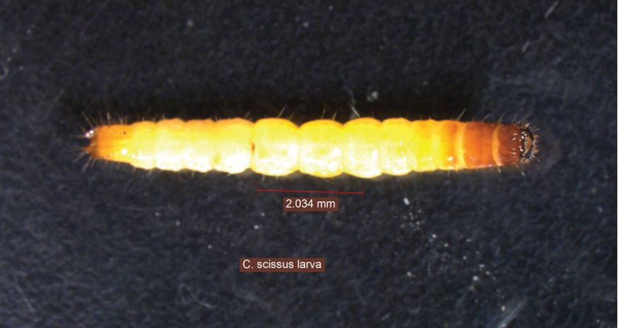 Conoderus scissus larva. 