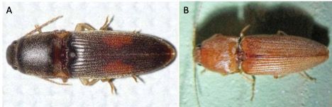 Adult click beetles (A) Conoderus rudis; (B) Conoderus scissus. 