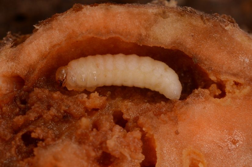 Sweetpotato weevil larva in a sweetpotato tuber. 