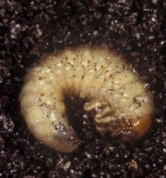 White grub (Phyllophaga sp.). 