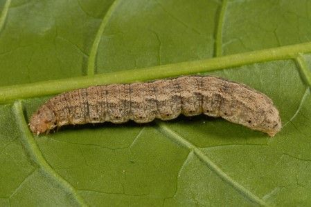 Figura 15. Larva del gusano trozador granulado.