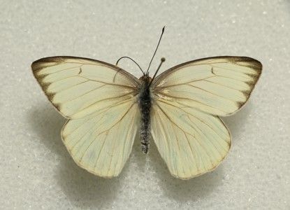 Figura 21. Adulto de la mariposa blanca mayor del sur.