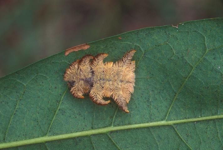 Figure 5. Hag caterpillar, Phobetron pithecium.