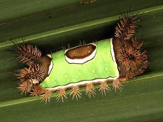 Figure 1. Saddleback caterpillar, Acharia stimulea.