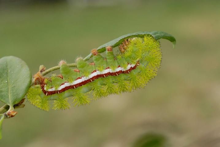 Figure 4. Io moth caterpillar, Automeris io.