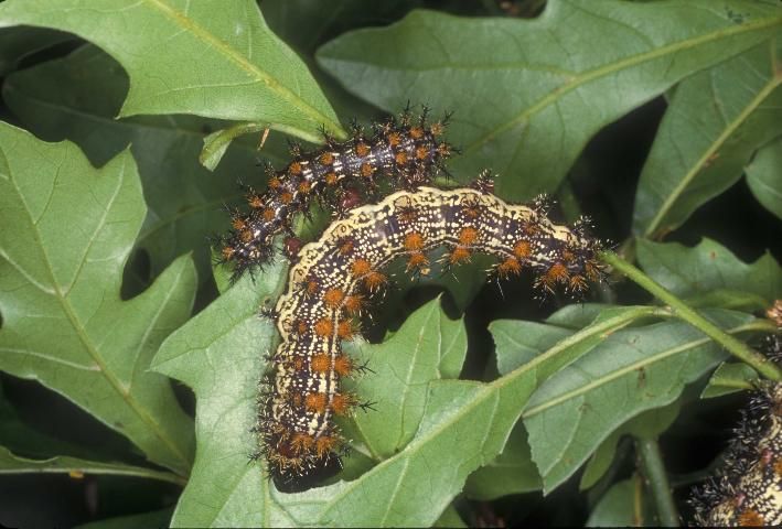 Figure 6. Buck moth caterpillar, Hemileuca maia.
