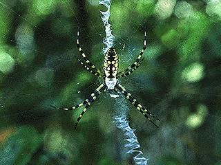 Figure 7. Black and yellow argiope spider.