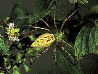 Figure 8. Green lynx spider.