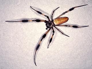 Figure 5. Golden silk spider.