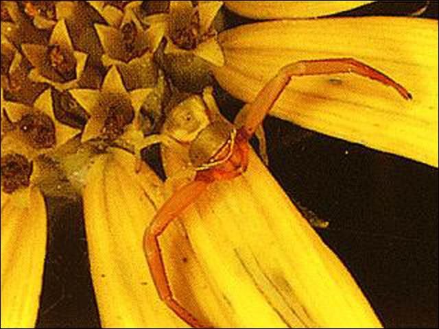 Figure 3. Crab spider.