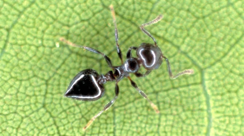 Figure 1. Acrobat ant, Crematogaster spp.