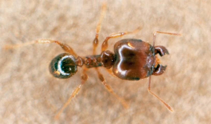 Figure 3. Bigheaded ant, Pheidole megacephala.