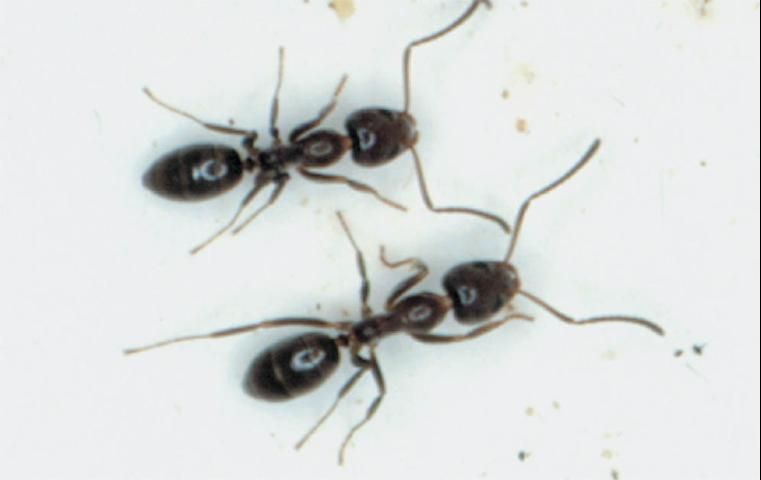 Figure 2. Argentine ant, Iridomyrmex humilis.