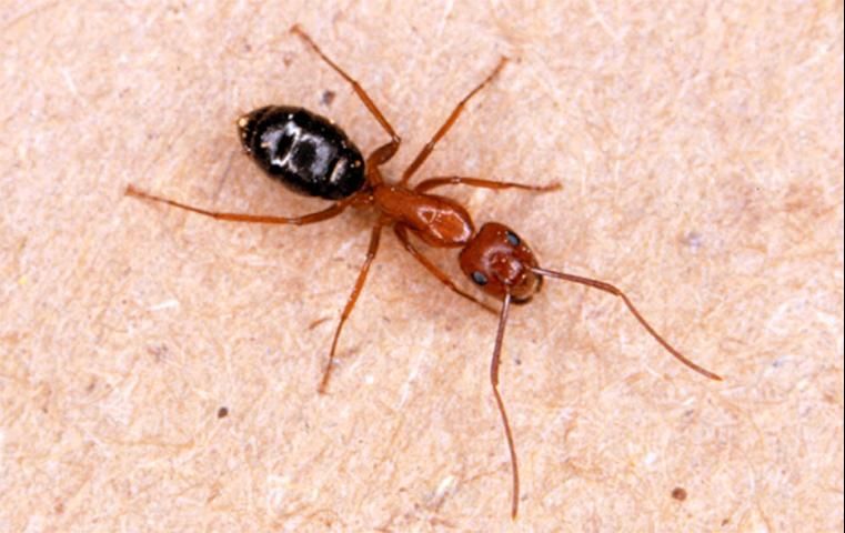 Figure 5. Florida carpenter ant, Camponotus abdominalis floridanus.