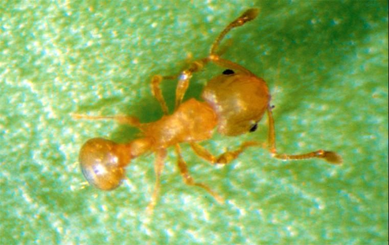 Figure 8. Little fire ant, Wasmania auropunctata.