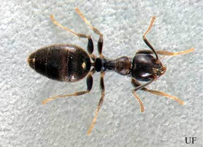 Figure 11. Worker of the white-footed ant, Technomyrmex albipes (Fr. Smith).