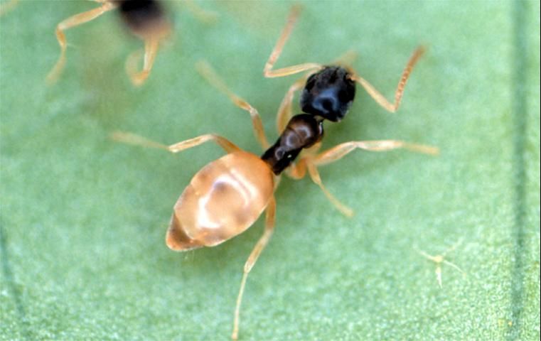 Figure 6. Ghost ant, Tapinoma melanocephalum.
