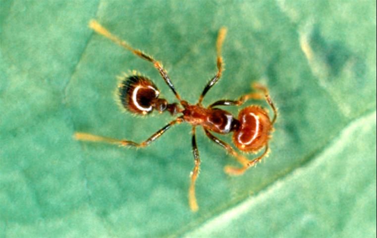 Figure 9. Native fire ant, Solenopsis geminata.