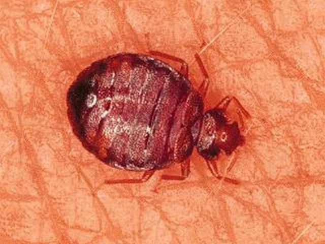 Figure 9. Beg bug, Cimex lectularius.