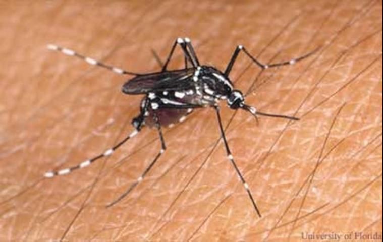 Figure 1. Asian Tiger Mosquito, Aedes albopictus.