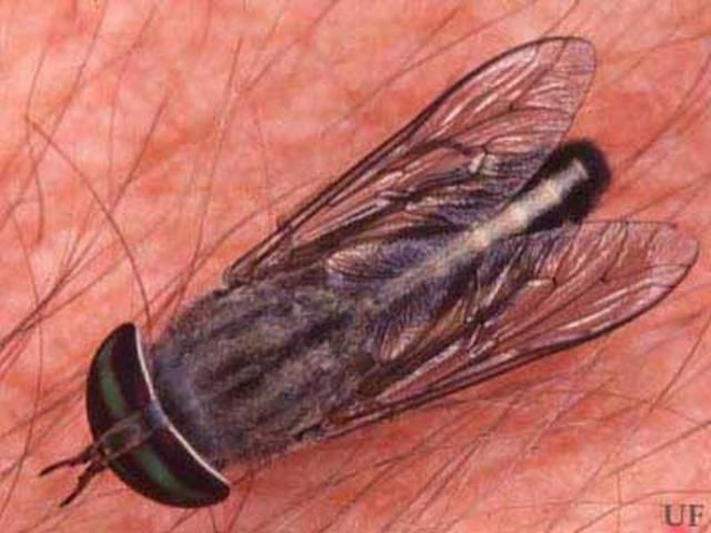 Figure 4. Horse fly, Tabanus spp.