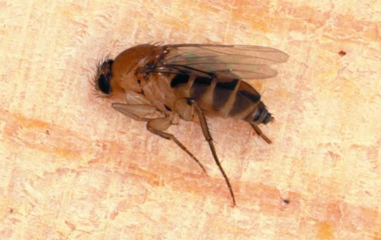 Figure 9. Humpbacked Fly (family Phoridae).