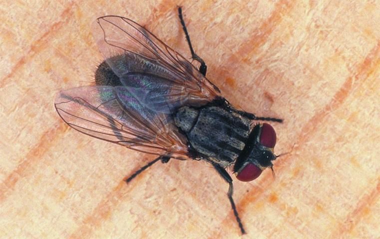 Figure 1. House fly, Musca domestica.