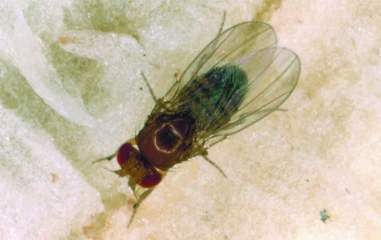 Figure 5. Vinegar fly, Drosophila melanogaster.