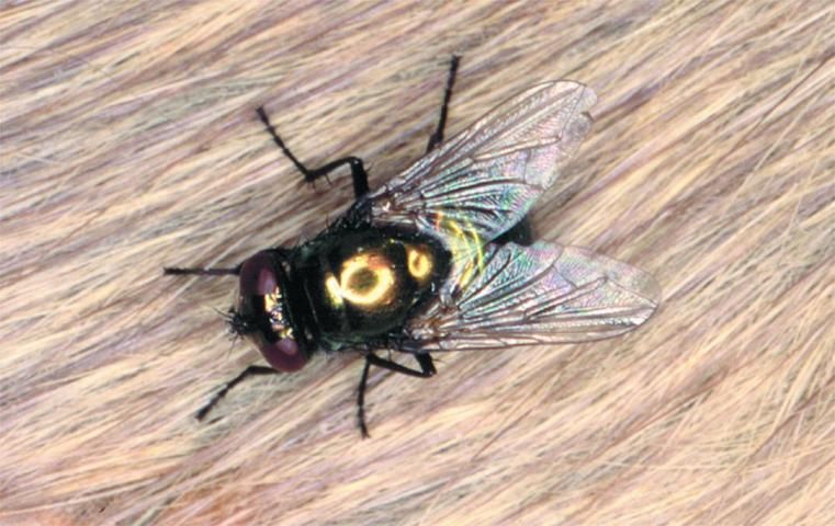 Figure 2. Greenbottle fly, Phaenicia sericata.