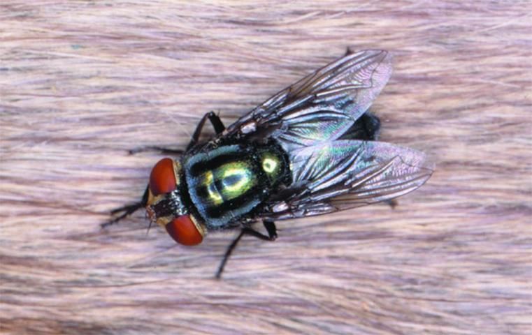 Figure 4. Secondary Screwworm Fly, Cochliomyia macellaria.